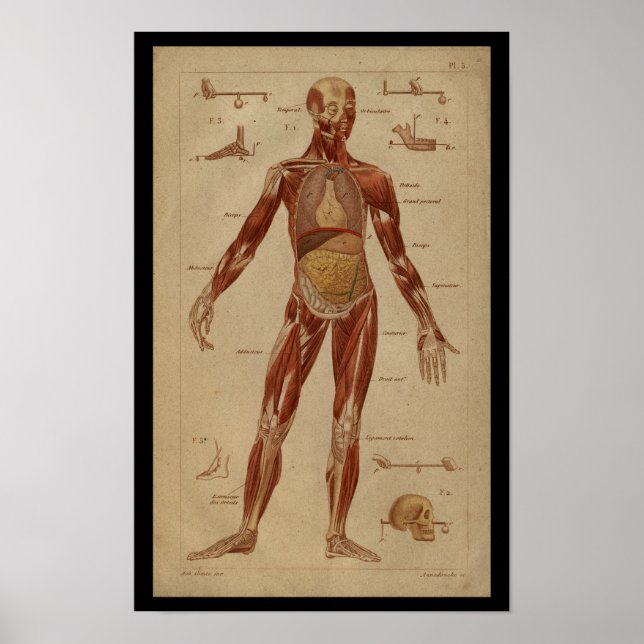 Muskeln Innere Vintage Anatomie Poster (Vorne)