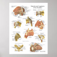 Muskeln Ligamente der Schulteranatomie Diagramm