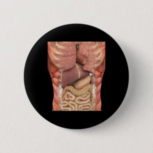 Muskeln organisieren Beängstigende Anatomie Lehrer Button