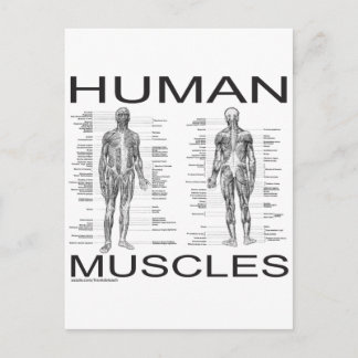 Muskeln und Anatomie Postkarte