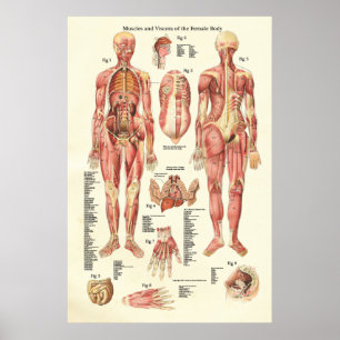Muskeln und innere Organe des weiblichen Poster