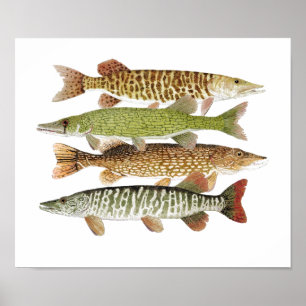 Muskie, Pike, Tiger und Pickerel II Poster