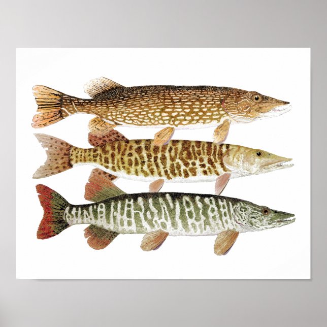 Muskie, Pike und Tiger Poster (Vorne)