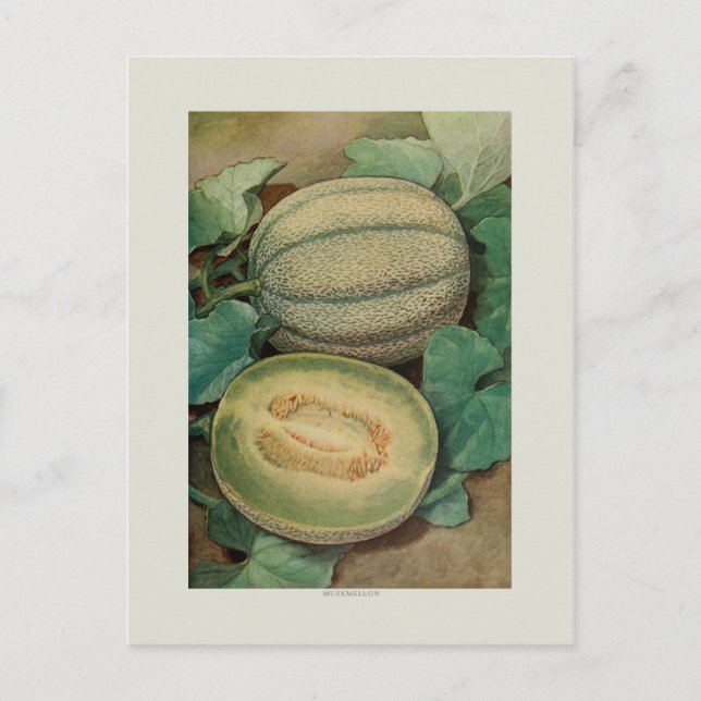 Muskmellon Postkarte (Vorderseite)