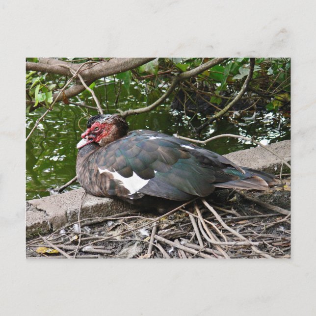 Muskovy-Ente Postkarte (Vorderseite)