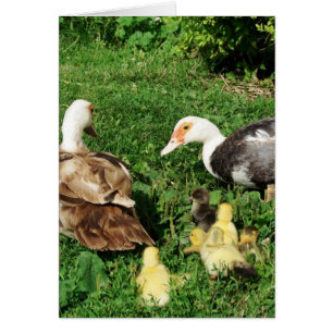 Muskowy Hens and Ducklings