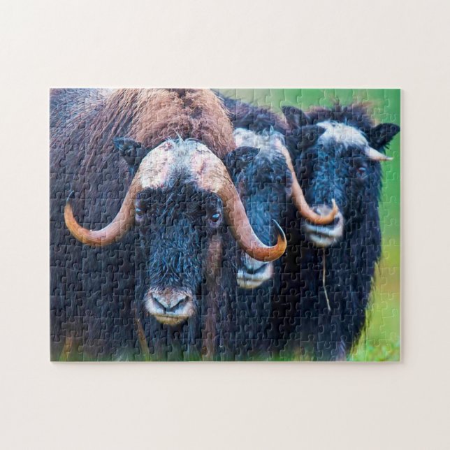 Muskox Alaska. (Horizontal)
