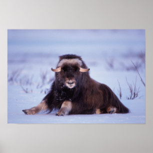 Muskox, Ovibos moschatus, junger Bulle auf der Poster