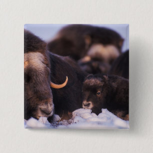 Muskox, Ovibos moschatus, Kuh mit Neugeborenen, Button
