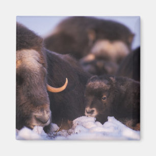 Muskox, Ovibos moschatus, Kuh mit Neugeborenen, Magnet