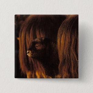 Muskox, Ovibos moschatus, neugeborenes Kalb Button