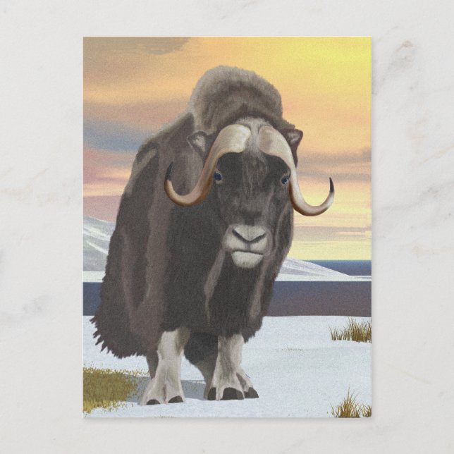 Muskox Postkarte (Vorderseite)