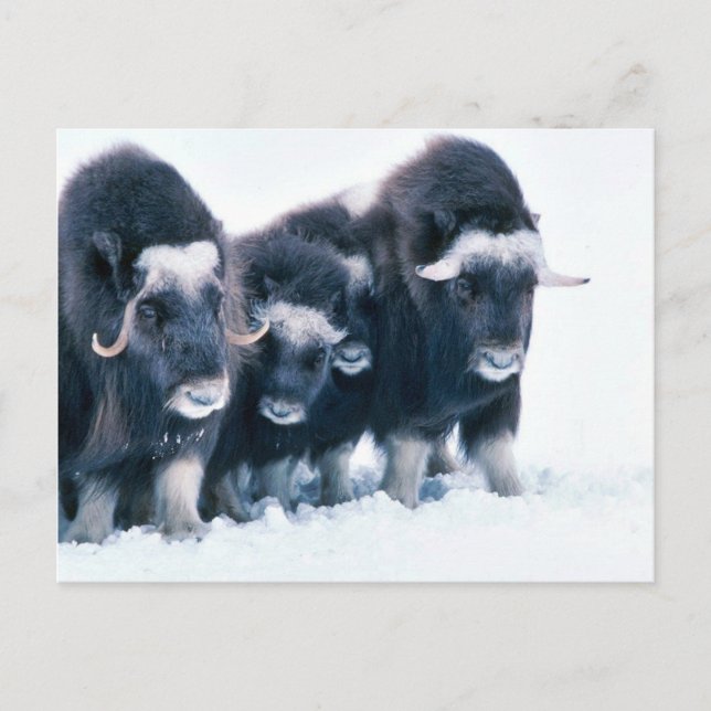 Muskoxen Postkarte (Vorderseite)