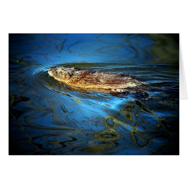 Muskrat (Vorderseite (Horizontal))