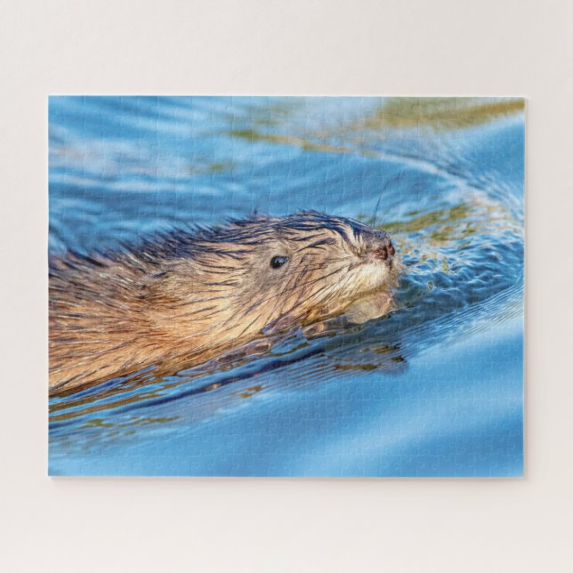 Muskrat in Vassar Farms Ökologische Reserve (Horizontal)