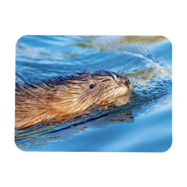 Muskrat in Vassar Farms Ökologische Reserve Magnet (Horizontal)