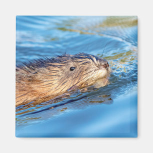 Muskrat in Vassar Farms Ökologische Reserve Magnet