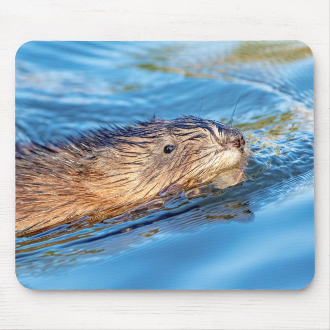 Muskrat in Vassar Farms Ökologische Reserve Mousepad (Vorne)