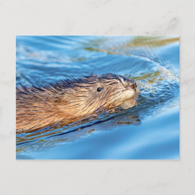 Muskrat in Vassar Farms Ökologische Reserve Postkarte (Vorderseite)