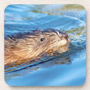 Muskrat in Vassar Farms Ökologische Reserve Untersetzer