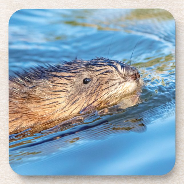 Muskrat in Vassar Farms Ökologische Reserve Untersetzer (Vorderseite)