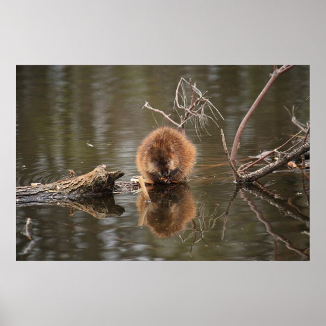 Muskrat Poster (Vorne)