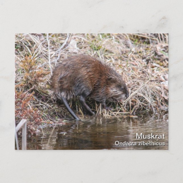 Muskrat Postkarte (Vorderseite)