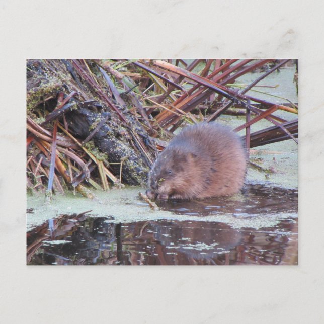 Muskrat Postkarte (Vorderseite)