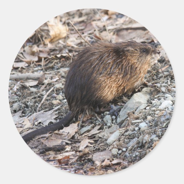 Muskrat Runder Aufkleber (Vorderseite)