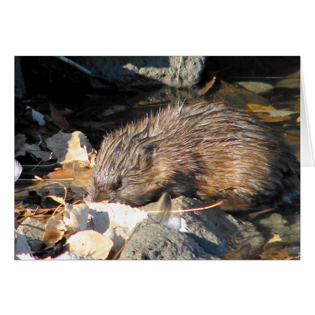 Muskrat sur terre (Devant horizontal)