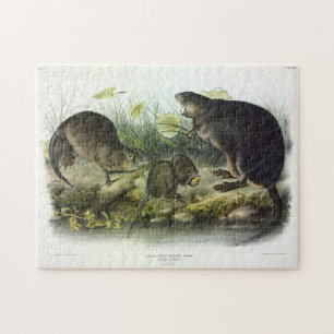 Muskrat von Audubons Quadrupeds aus Nordamerika