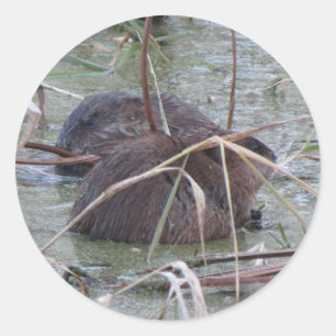 Muskraten-Paar Runder Aufkleber