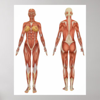 Muskuläre Anatomie an der Front und hinten Poster