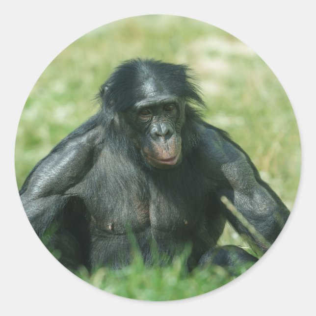 Muskuläre Bonobo im Gras Runder Aufkleber (Vorderseite)