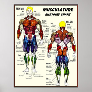 MUSKULATUR Gebäude Anatomie Diagramm drucken Poster