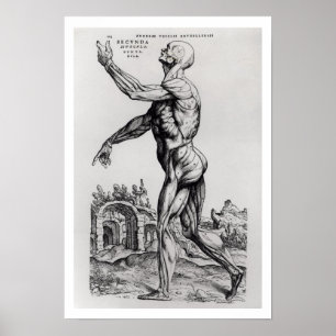 Muskulaturstruktur eines Mannes (b/w neg & print) Poster