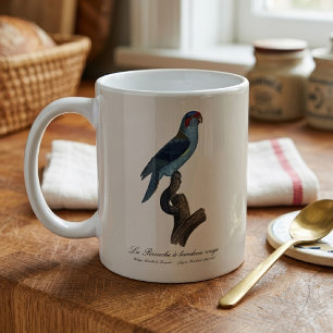 Muskuslorikit, Trichoglossus concinnus Kaffeetasse