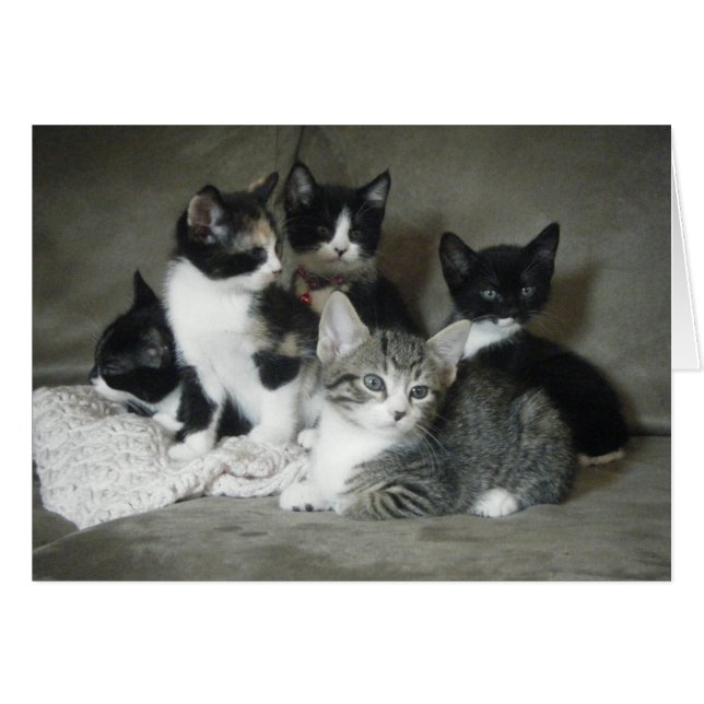 Muss Liebe Kätzchen (Vorderseite (Horizontal))