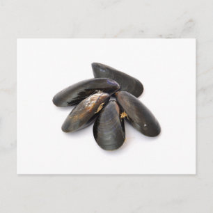 Mussel Postkarte