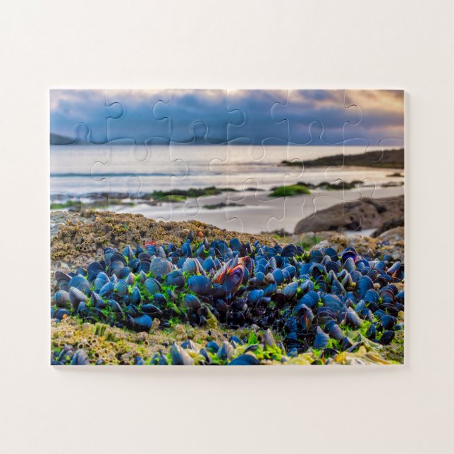 Mussels (Horizontal)