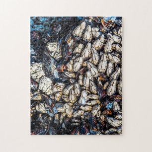 Mussels and gooseneck barnacles - Tofino, BC.