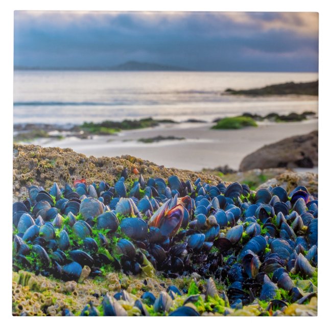 Mussels Fliese (Vorderseite)