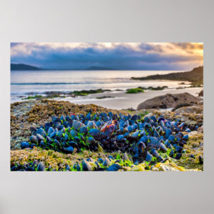 Mussels Poster