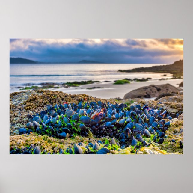 Mussels Poster (Vorne)