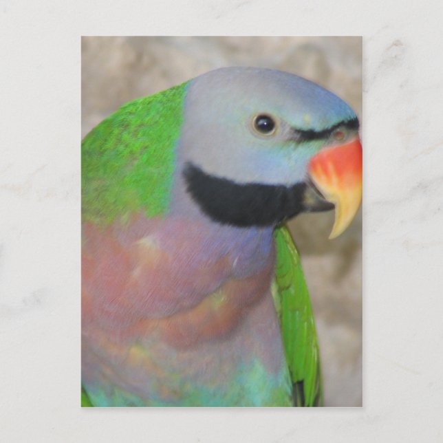 Mustached Parakeet Postkarte (Vorderseite)