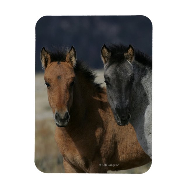 Mustang Foal Headshot Magnet (Vertikal)