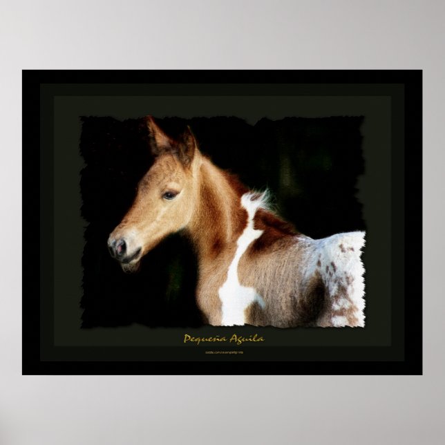 Mustang Foal Print Poster (Vorne)