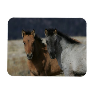 Mustang-FohlenHeadshot Magnet