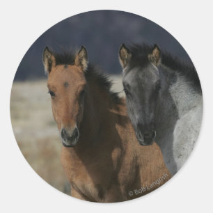 Mustang-FohlenHeadshot Runder Aufkleber