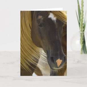 Mustang Horse Foto Grußkarte Karte